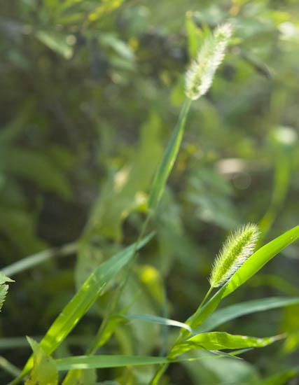 えのころ草 ねこじゃらし 食卓の風