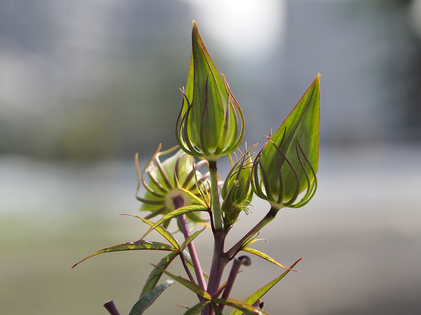 タムロンSP 90mm F/2.8 Di VC USD をE-M5で写す_a0110584_1138832.jpg