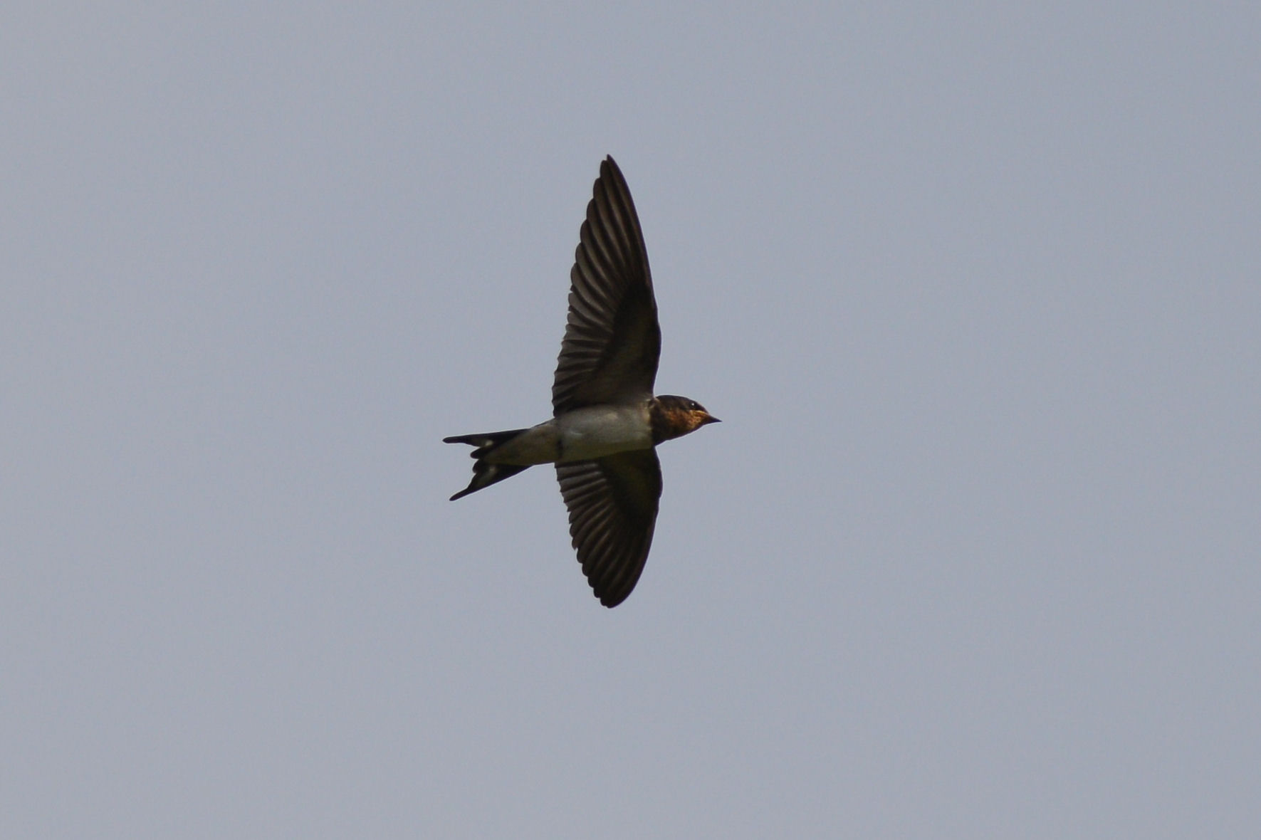 鳥さんは単焦点_c0260386_9301221.jpg