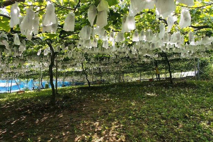 青蓮寺湖　梶本ぶどう園　2号園_c0022089_20254994.jpg