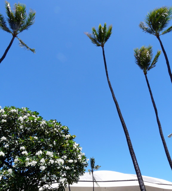 MADE IN HAWAII FESTIVAL_f0293800_177354.jpg