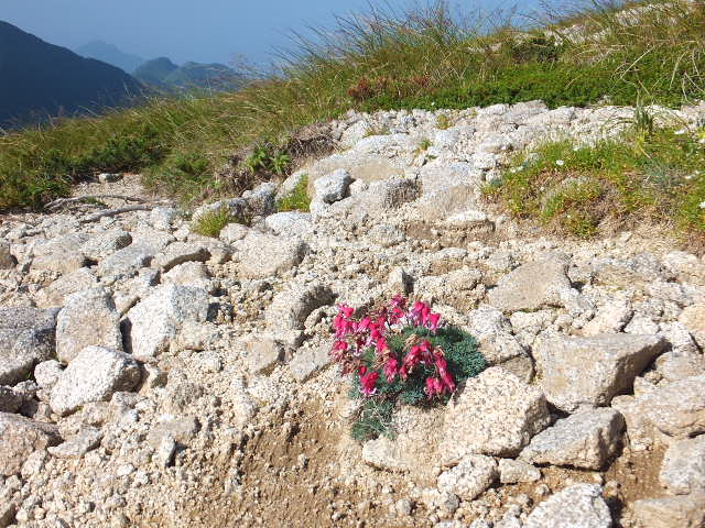 木曽駒ケ岳　　２０１３年８月_a0271502_1725218.jpg