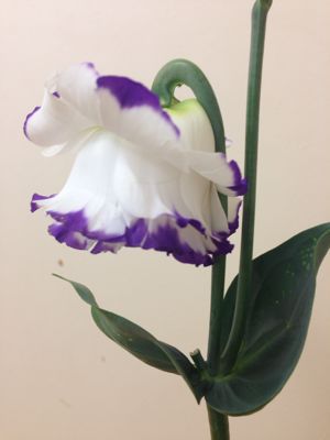 チョイパステルの花_d0099708_14102368.jpg