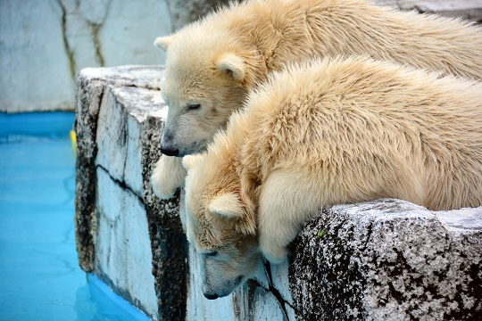 曇り時々雨の空模様、常に晴れのララ母娘 、そして「夜の動物園」_a0151913_45058.jpg