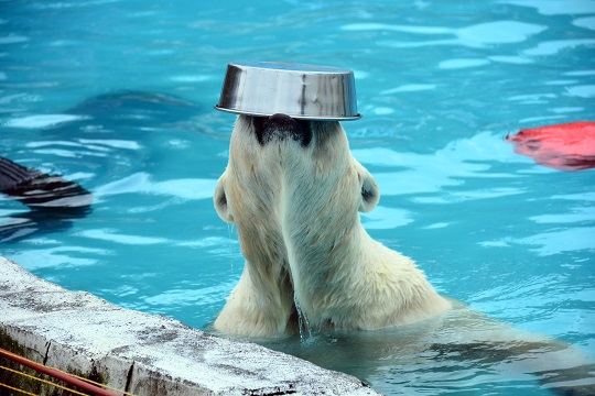 曇り時々雨の空模様、常に晴れのララ母娘 、そして「夜の動物園」_a0151913_5103642.jpg