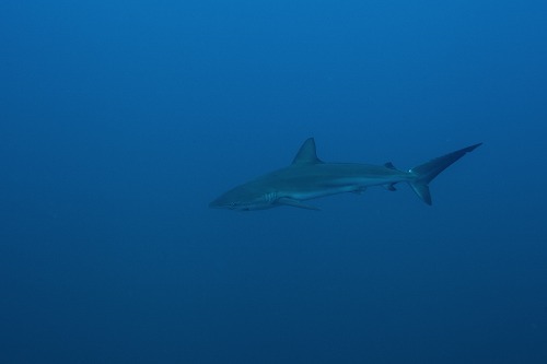 f0206424_8444893.jpg