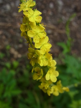 c0204725_10265930.jpg