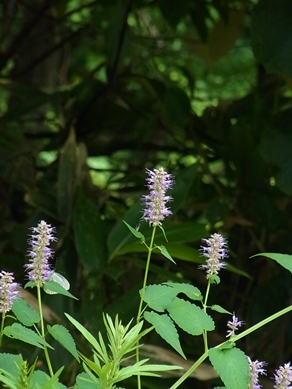c0204725_10274351.jpg