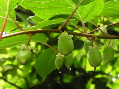 c0204725_1055769.jpg