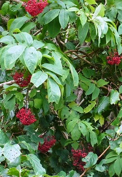 c0204725_10565891.jpg