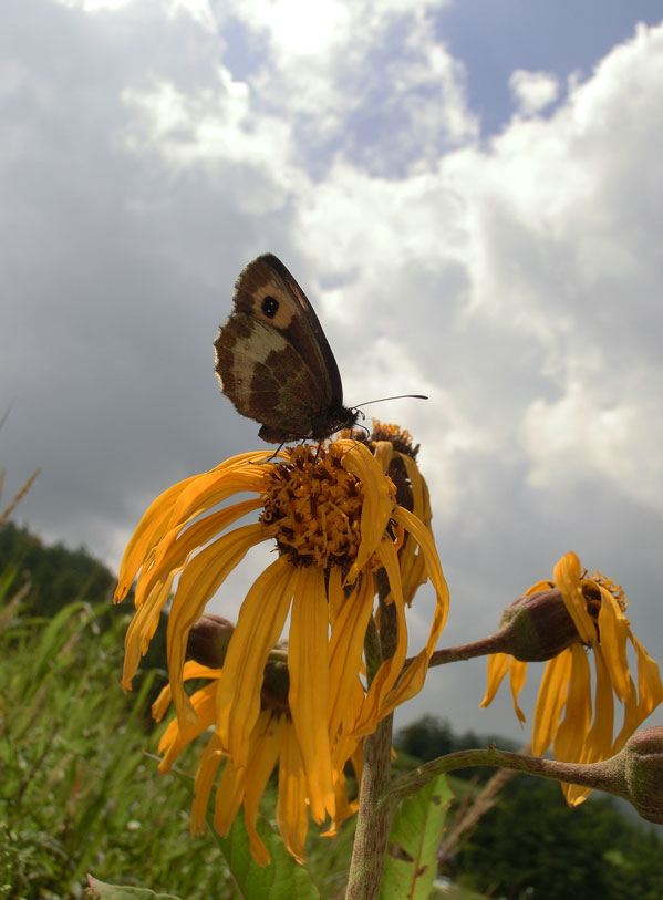 高原でベニヒカゲと遊ぶ  in2013.08.14東信②　_a0126632_18155232.jpg