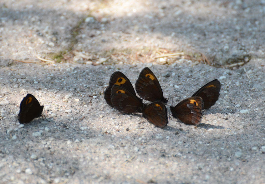 高原でベニヒカゲと遊ぶ  in2013.08.14東信②　_a0126632_18281354.jpg