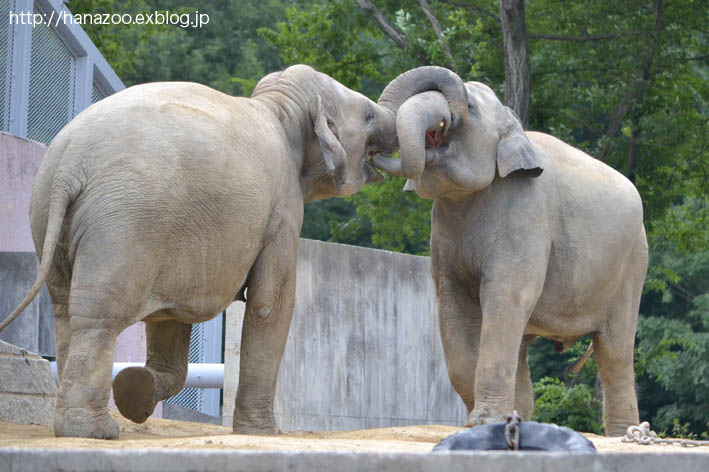 アマラとヴィドゥラ お鼻で仲良し 今日ものんびり動物園 アマラとヴィドゥラ お鼻で仲良し 今日ものんびり動物園
