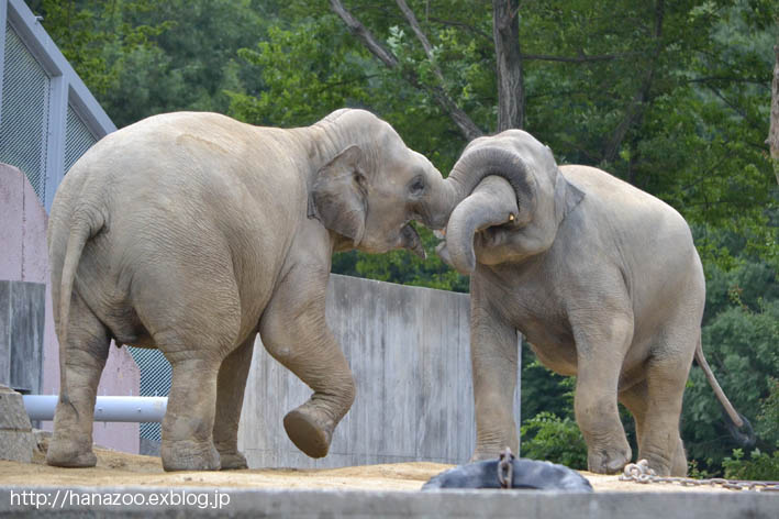 アマラとヴィドゥラ お鼻で仲良し 今日ものんびり動物園