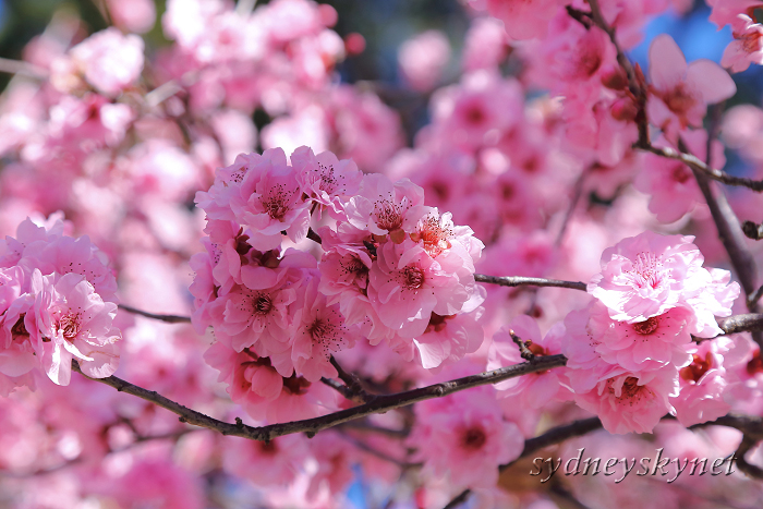 SAKURA FESTIVAL_f0084337_20144441.jpg