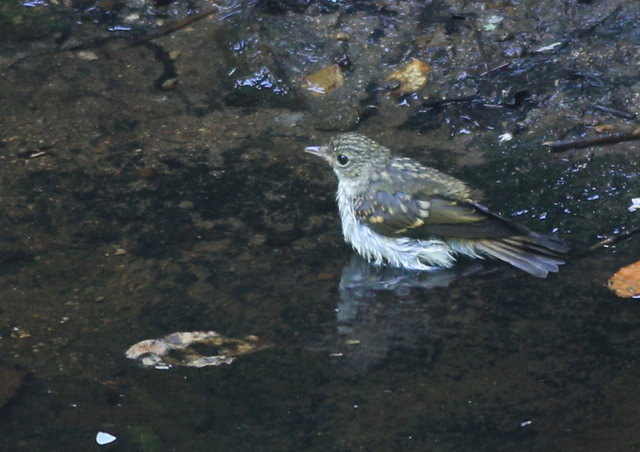 キビタキ　水浴び_c0304040_20553212.jpg