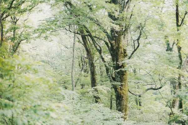 Summer Camp In Forest of Giant Trees_c0228945_17264196.jpg