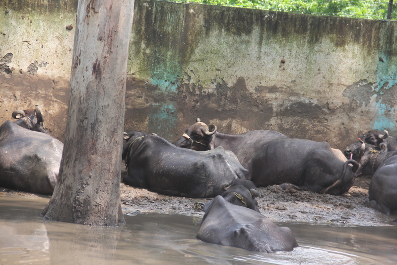 動物天国！_d0240659_2128334.jpg