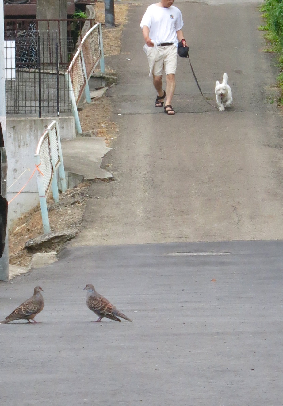 お父さんとの朝散歩とドバトの恋路_c0260460_134377.jpg