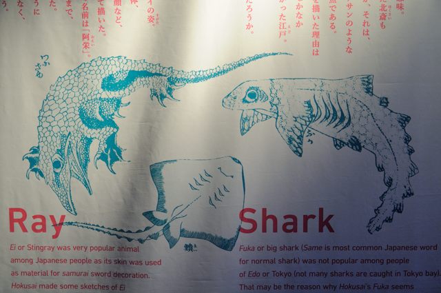 北斎が描く魚たち＠すみだ水族館特別展 : 蜜蜂的写真日記