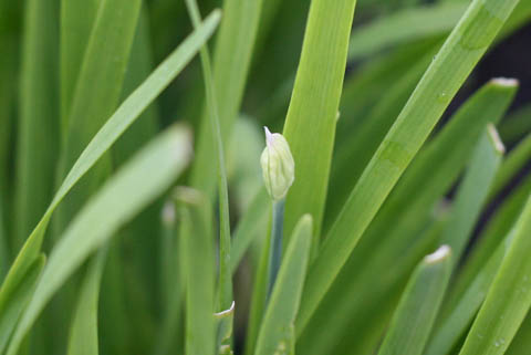 c0006164_8274147.jpg