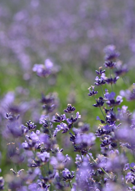 f0065768_23332.jpg