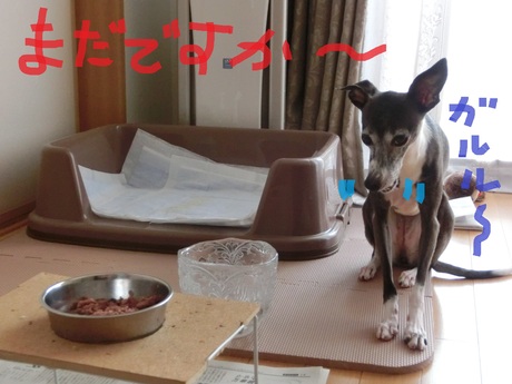 犬ってこんな生活？_f0223972_22543642.jpg