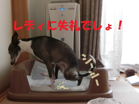 犬ってこんな生活？_f0223972_22563679.jpg