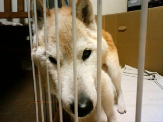 ちょこっと太った アトリエkotori のほほん柴犬日和 ちょこっと太った アトリエkotori のほほん柴犬日和