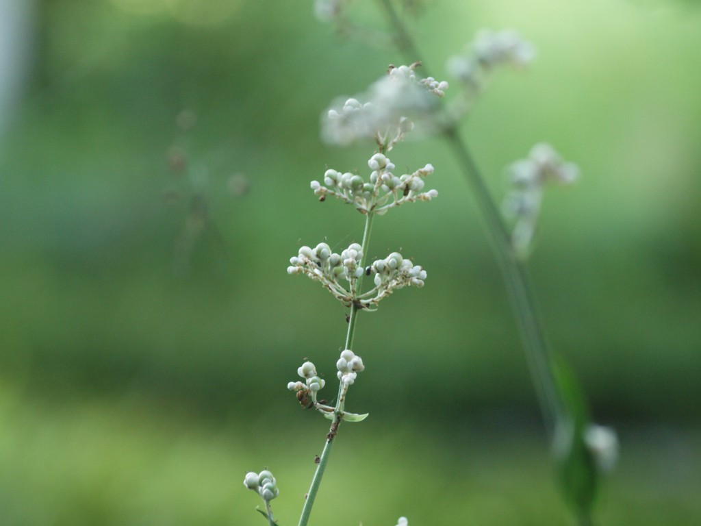 『藪茗荷(ヤブミョウガ)』_d0054276_21576.jpg