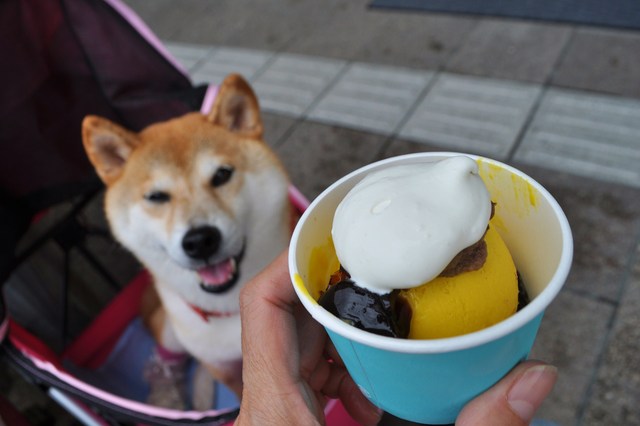 戸隠キャンプ2013③ 再び高山_a0126590_16382840.jpg
