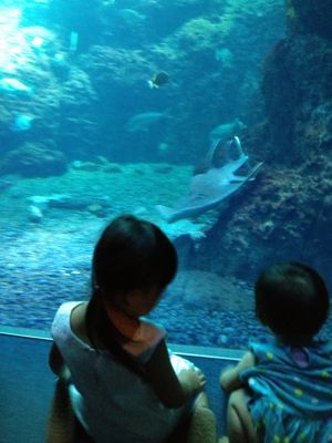 新江ノ島水族館_a0275993_1452251.jpg