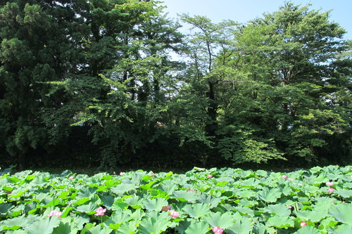 カルガモも　亀も日向す　蓮の花（５）_c0075701_20111933.jpg