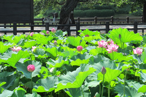 夏を惜しむ：カルガモも　亀も日向す　蓮の花・・・６_c0075701_20173531.jpg