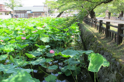 夏を惜しむ：カルガモも　亀も日向す　蓮の堀・・・６_c0075701_20231310.jpg