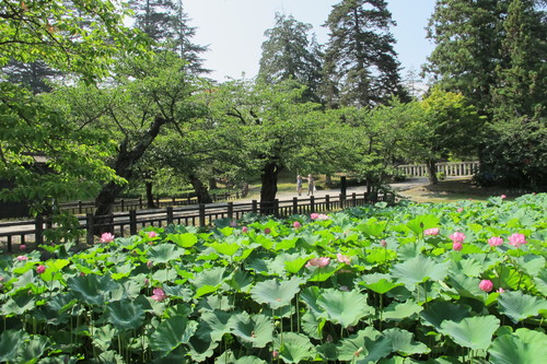 夏を惜しむ：カルガモも　亀も日向す　蓮の堀・・・６_c0075701_20232575.jpg