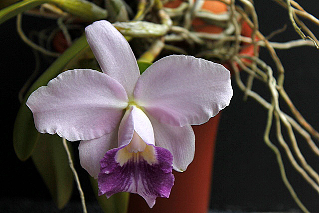d0007501_1042929.jpg