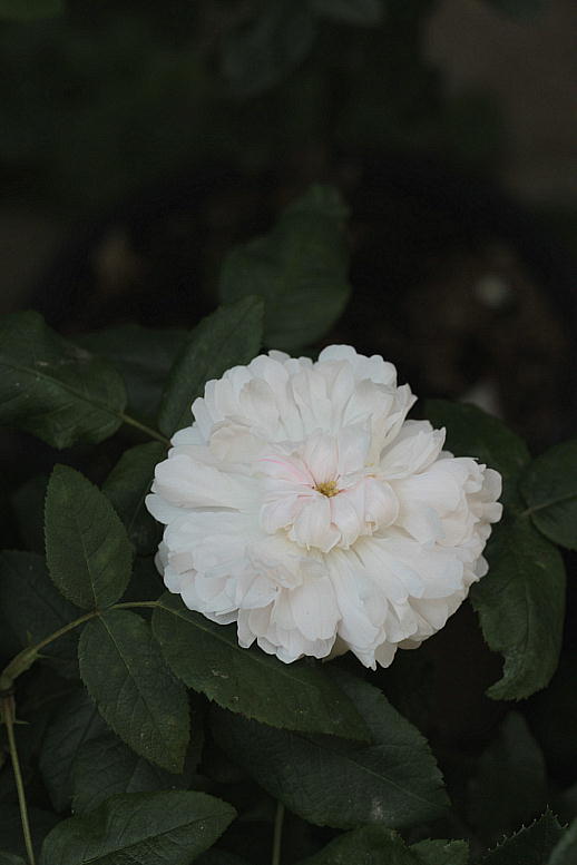 ジャック カルティエ ホワイト　- ５月に咲いたバラ -_d0166303_22463076.jpg