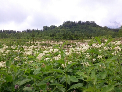 旅行最終日、白馬栂池へ_d0314103_20455541.jpg