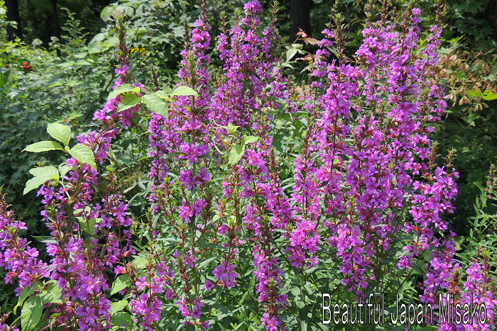 妙高高原のミソハギの花　.｡･：*：･ﾟ`☆､｡_c0067206_12141784.jpg