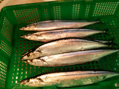 サンマ_f0157910_1484753.jpg