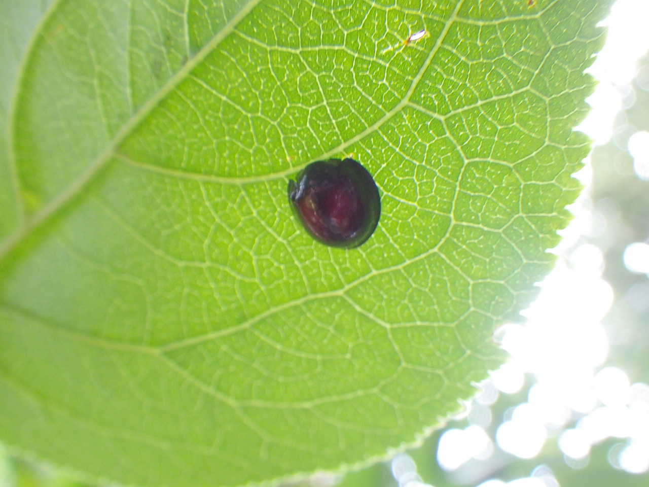 タマカタカイガラムシ 植木屋の独り言