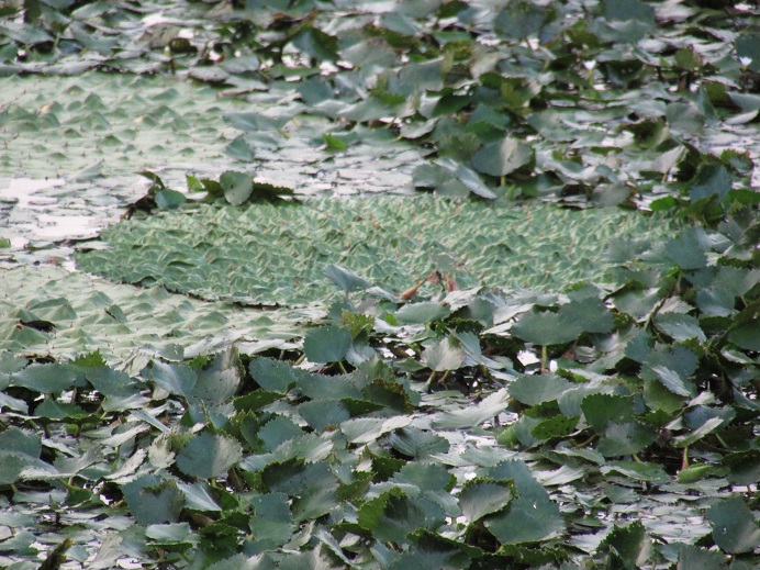 ８月の舟木池水生生物_b0175921_1118518.jpg