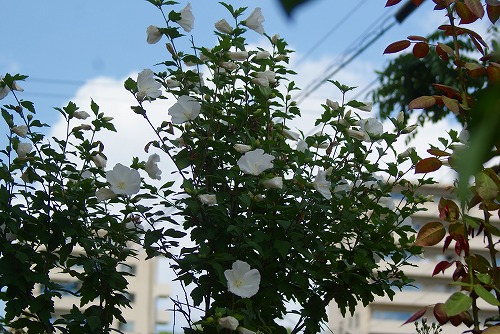 f0170524_1532396.jpg