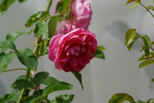 f0170524_1551970.jpg