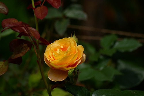 f0170524_1552485.jpg