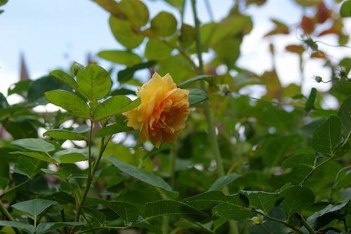 f0170524_1553189.jpg