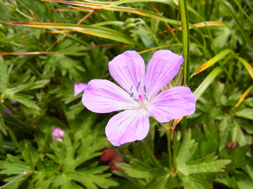 秋の高山植物_c0225927_10245478.jpg