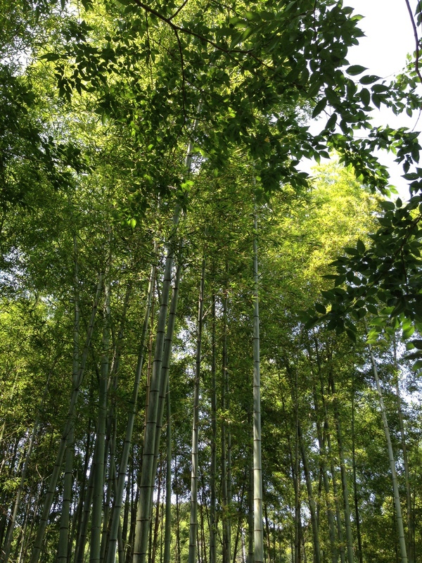 今週末は、「カニ坂ロックフェスティバル」!_b0241033_12364471.jpg