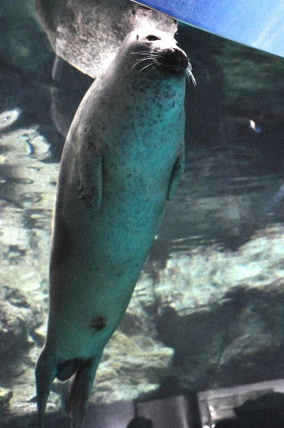 大洗水族館のアザラシ_b0283734_728353.jpg